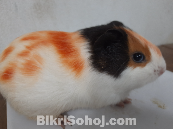 Guinea pig / animals pet's. গিনি পিগ।